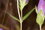 Catesby's gentian